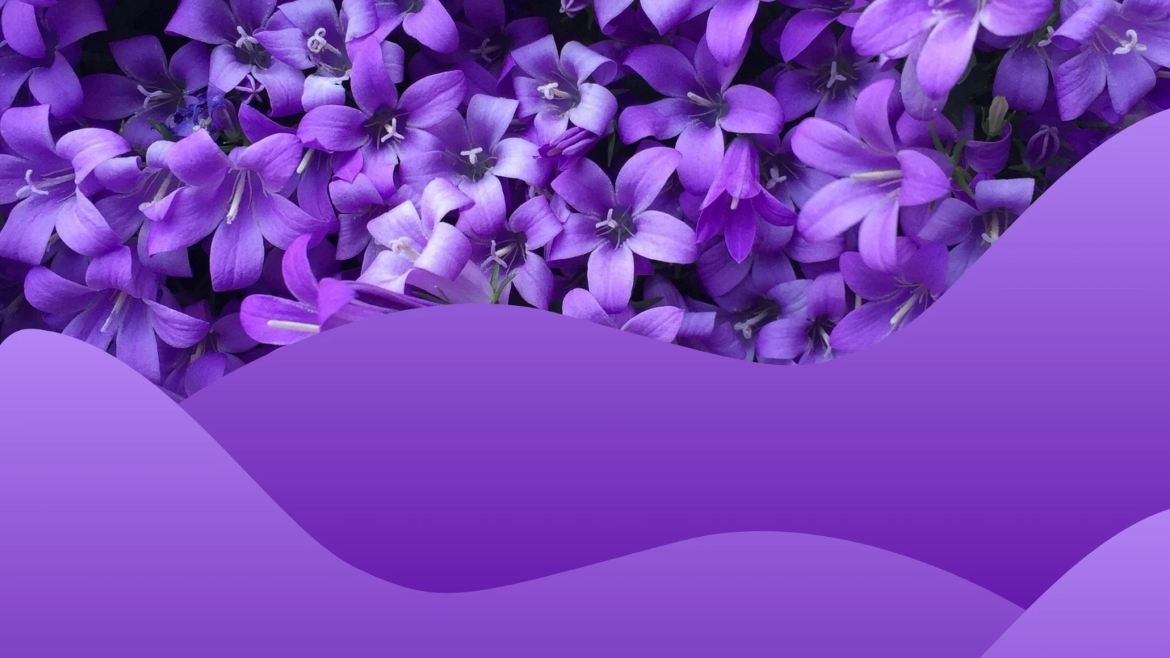 Web violett